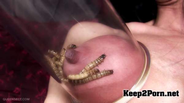 Superworm Experiment - QS (15.03.2014) (HD / BDSM) Queensnake, Queensect